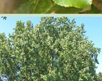 Cottonless Cottonwood Tree (3 Foot) Super Fast growing Shade Tree. Seedless hybrid male clone that does well in dry conditions.