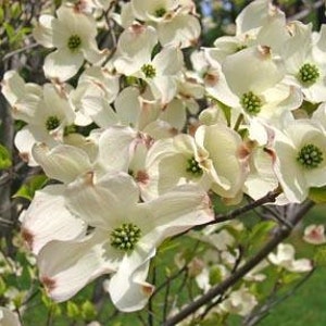 Flowering Dogwood Tree (2-3 Foot) - One of the most noble flowering trees due to its timeless beauty. Showy white flowers are breathtaking.