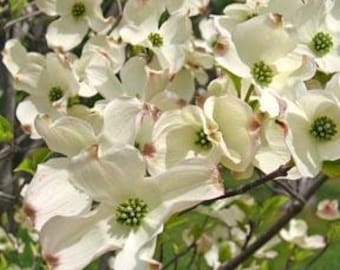 Flowering Dogwood Tree (2-3 Foot) - Plant Now