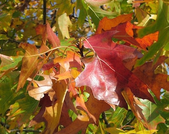 Northern Red Oak Tree (2-3 Foot), Can Be Planted Now, Bristle-tipped leaves turn red in the fall. Fast growing tree, grows two feet per year