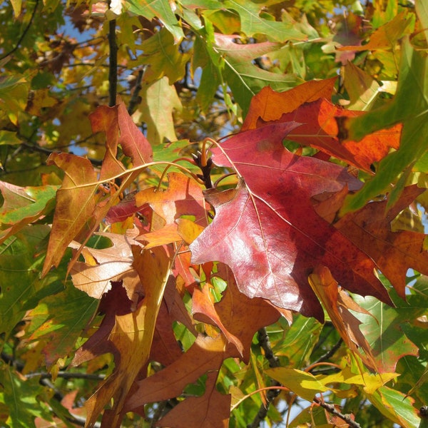 Northern Red Oak Tree (2-3 Foot), Can Be Planted Now, Bristle-tipped leaves turn red in the fall. Fast growing tree, grows two feet per year