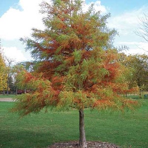 May include: A deciduous tree with green, orange, and red foliage. The tree is in a grassy field with a brown dirt path in the background.