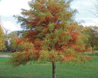 Bald Cypress Tree 2-3 Foot - Stately deciduous conifer adaptable to wet or dry conditions. Famous for its "Cypress knees" in southern swamps