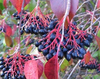 Nannyberry Bush - (18-24") Very Ornamental Bush, Produces Sweet Edible Berries, Good for difficult sites, hedges, background plant, barrier.