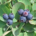 Saskatoon Serviceberry Tree  10-16 inch Fast Delicious Fruit - Use like blueberries, Safely, Very Resistant to disease, Self-pollinating