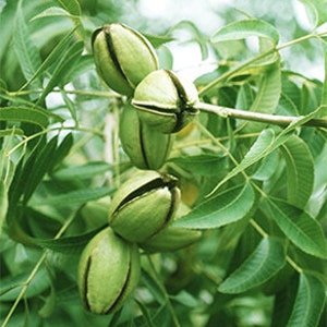 May include: Close-up of a pecan tree branch with several green pecans and green leaves. The pecans are partially open, revealing the nut inside. The image is well-lit, showcasing the natural colors and textures of the tree and its fruit.
