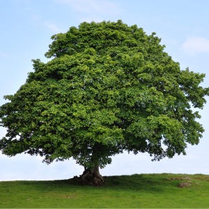 May include: A large, green tree with a thick canopy of leaves stands alone in a grassy field against a blue sky.