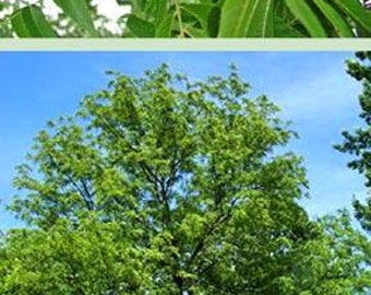 Black Walnut Tree (Cannot Ship to CA), 2-3 Foot, Self-pollinating, Prized for its nuts and attractive hardwood, Fragrant Leaves