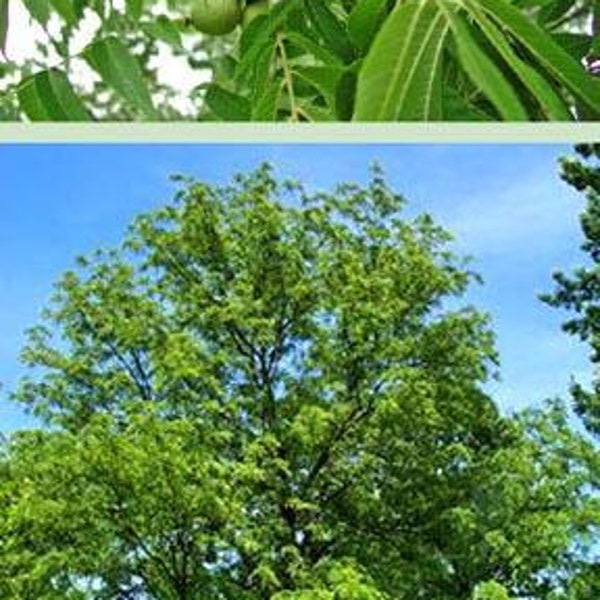 Black Walnut Tree (Cannot Ship to CA), 2-3 Foot, Self-pollinating, Prized for its nuts and attractive hardwood, Fragrant Leaves