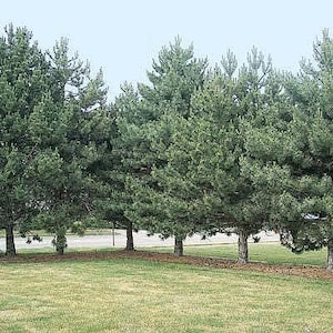 May include: A row of mature evergreen pine trees with dense, dark green needles and textured brown trunks, standing in a line along a grassy lawn area with a light blue sky visible in the background above the tree canopy.