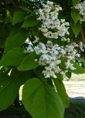 Northern Catalpa Tree (2-3'), Interesting Twisting Trunk and Branches. White Showy Flowers. Giant heart-shaped Leaves, Fast Grower