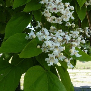 Northern Catalpa Tree (2-3 Foot), Interesting Twisting Trunk and Branches. White Showy Flowers. Giant heart-shaped Leaves, Fast Grower