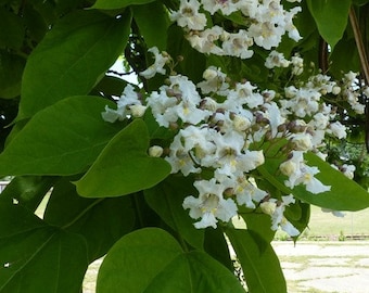 Northern Catalpa Tree (2-3 Foot), Interesting Twisting Trunk and Branches. White Showy Flowers. Giant heart-shaped Leaves, Fast Grower