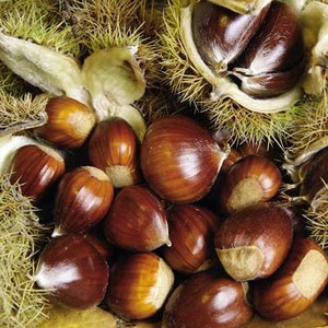 Chinese Chestnut Tree (2 Foot)(Cannot Ship to CA, WA) Blight resistant, very ornamental, spreading tree. Sweet Edible 1" nuts