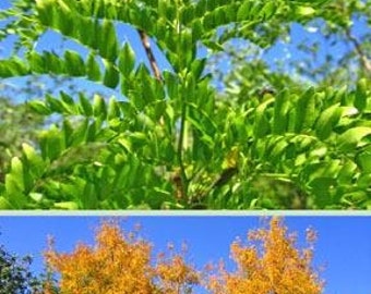 Thornless Honey Locust Tree (2-3 Foot) - Ships Immediately, Easy to Grow Ornamental Shade Tree, Small Yellowish Blooms appear each Spring