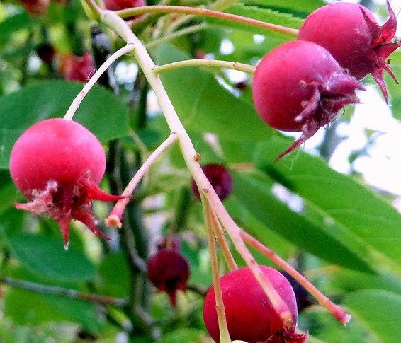Apple Serviceberry Tree - Plant Now