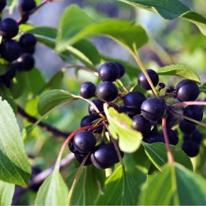 Black Rum Cherry Tree 2-3 Foot (No CA) Ships Immediately, Fast Growing, Long-lived, Produces Delicious Dark Purple Sweet Cherries