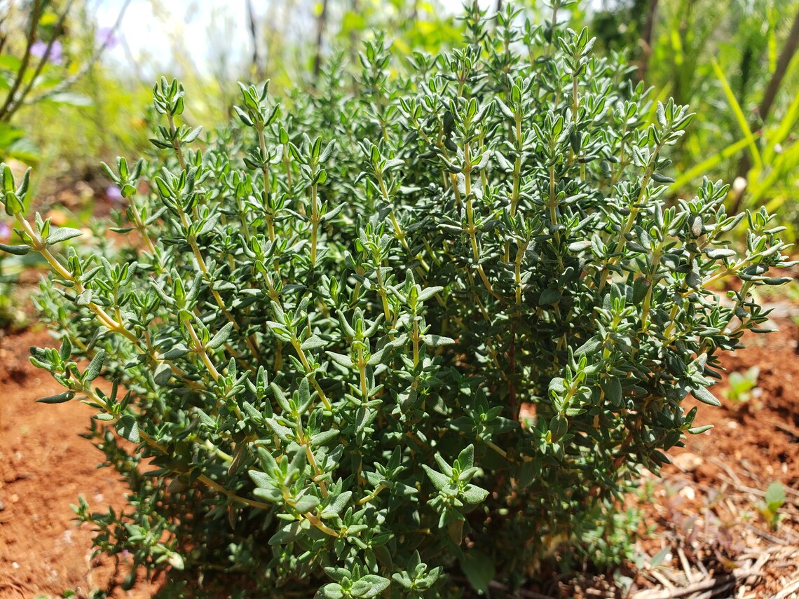 Thyme Herbal Tea Made in Manchester Jamaica All Natural Etsy