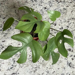 Mini Monstera - Rhaphidophora Tetrasperma