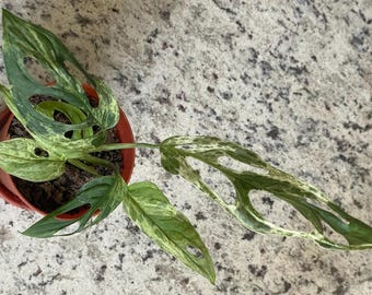 Variegated Mint - Monstera ‘Swiss Cheese’ Adansonii