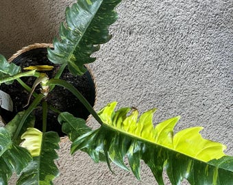 Philodendron ‘Ring of Fire’ - Variegated