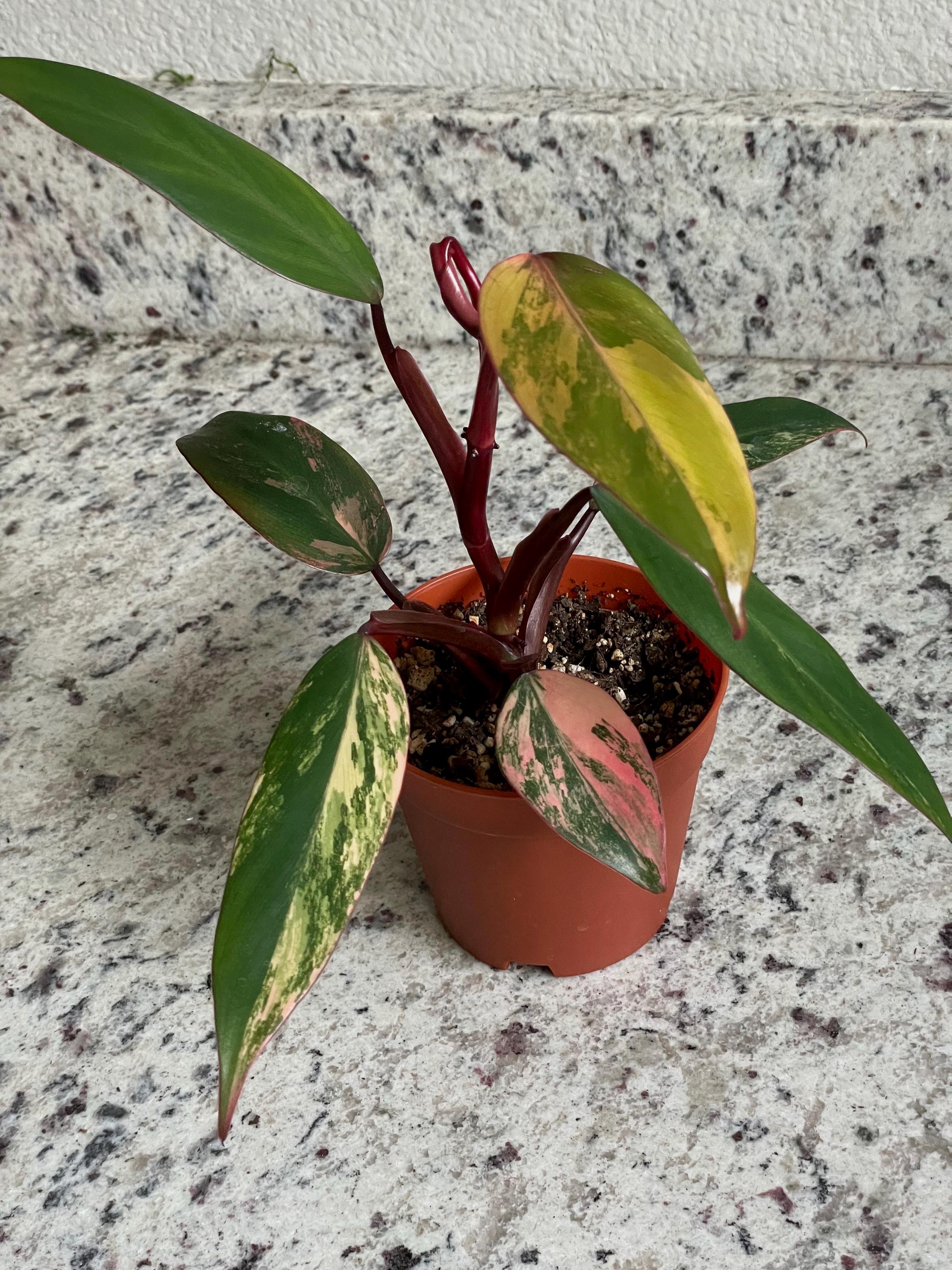 Philodendron ‘Strawberry Shake’ - Variegated