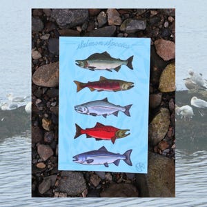 Stickervel met vijf soorten Alaskaanse zalm