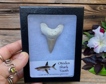 Prehistoric Otodus Shark Tooth Fossil in Display Case