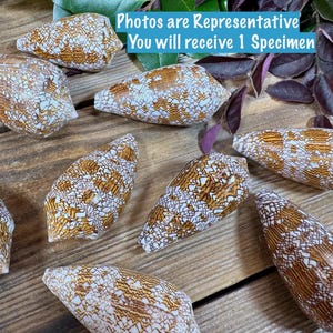 May include: A collection of cone-shaped seashells with intricate patterns of white and brown, scattered on a rustic wooden surface. The shells vary in size and are arranged to showcase their unique textures and shapes. Text on the image: Photos are Representative You will receive 1 Specimen.