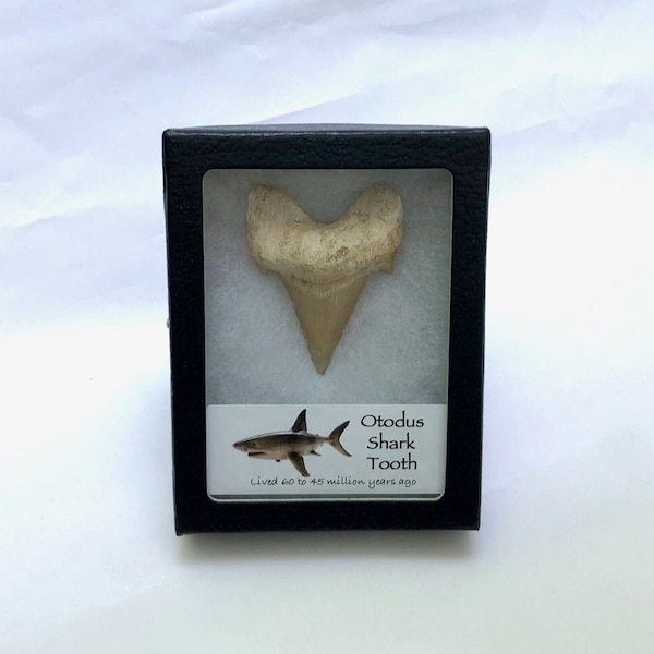 Shark Tooth Fossil in Collector's Display Case, authentic Otodus Shark Tooth fossil specimen