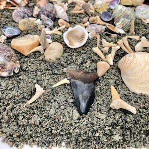 The Megalodon Fossils, Shark's Teeth & Seashell Mining Rough image 7