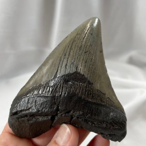 Megalodon 3.75&quot; long Tooth, authentic fossilized shark tooth