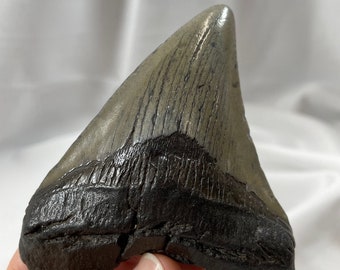 Authentic 3.75" Megalodon Shark Tooth Fossil – Exact Piece Pictured