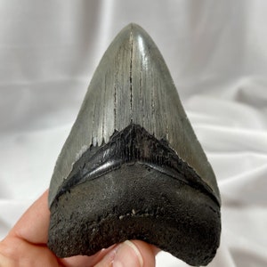 Megalodon 4&quot; long tooth, authentic fossilized shark tooth
