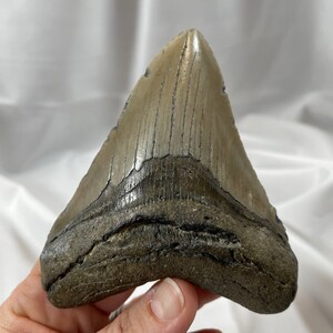 Megalodon 4.25&quot; long tooth, authentic fossilized shark tooth