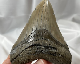 Authentic 4.25" Megalodon Shark Tooth Fossil – Exact Piece Pictured