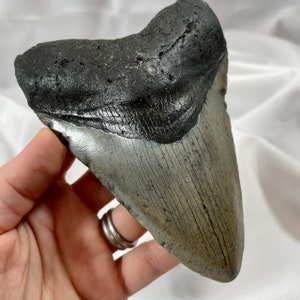 Megalodon 4.75&quot; long Tooth, authentic fossilized shark tooth