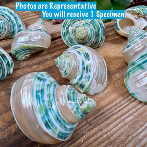 May include: A collection of polished spiral seashells featuring iridescent white and vibrant green striped patterns. The shells have a smooth, glossy finish with a conical shape. Text on the image states: Photos are Representative. You will receive 1 Specimen.