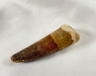 Spinosaurus Tooth Fossil Specimen, authentic genuine dinosaur tooth fossil