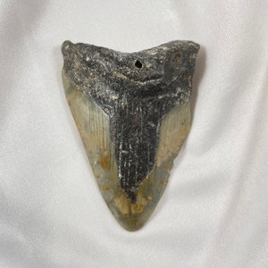 Megalodon 3.5&quot; long Tooth, authentic fossilized shark tooth