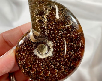 Ammonite Fossil Specimen, whole polished ammonite