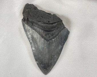 Megalodon 3.5" long Tooth, authentic shark tooth fossil