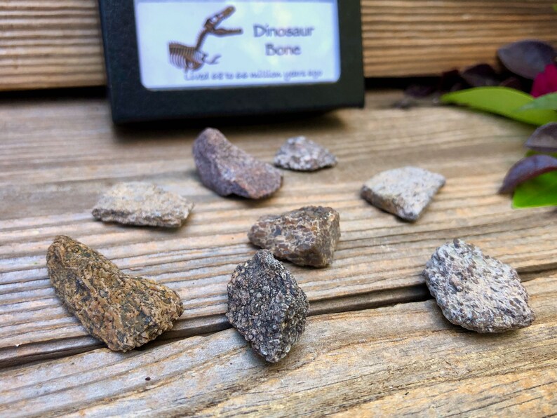 Dinosaur Bone Fossil in Display Case | Etsy