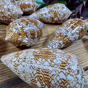 May include: A collection of cone shells featuring a distinct white and brown reticulated pattern. Each shell has a smooth, tapered, and elongated shape with a spiral top, showcasing intricate, web-like markings across the entire surface.