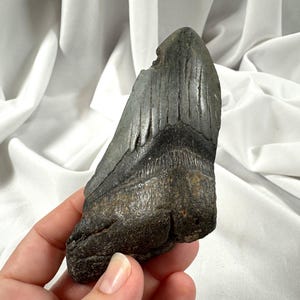 4.5&quot; Megalodon Shark Tooth fossil, authentic, natural specimen