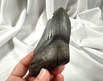 Authentic 4.5" Megalodon Shark Tooth Fossil – Exact Piece Pictured