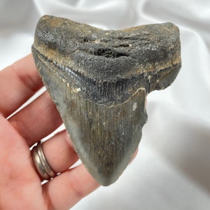 Megalodon 3.25&quot; long Tooth, authentic fossilized shark tooth