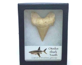 Authentic Otodus Shark Tooth Fossil – Prehistoric Shark Tooth in Display Case