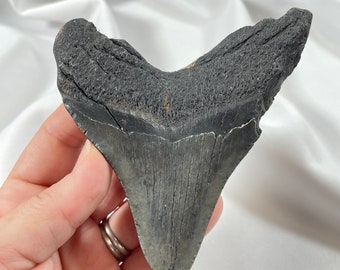 Authentic 4" Megalodon Shark Tooth Fossil – Exact Piece Pictured
