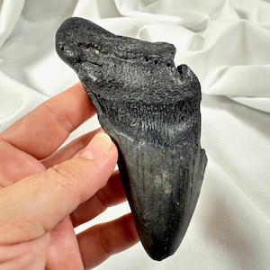 4.25&quot; Megalodon Shark Tooth fossil, authentic, natural specimen
